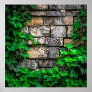 Ivy vine löv plantblad poster