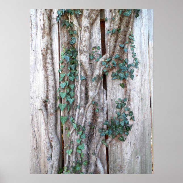 Ivy & Vines on Wood Fence Poster (Framsidan)