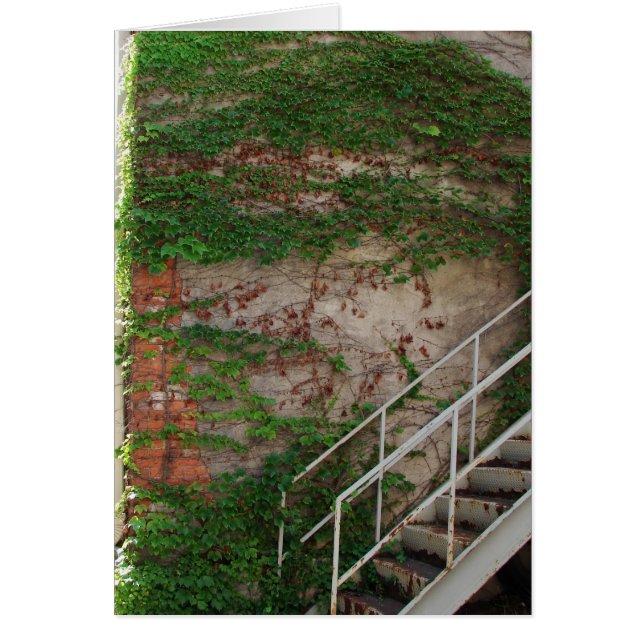 Ivy Vines, Trappor, Brick Wall Hälsningskort (Framsidan)