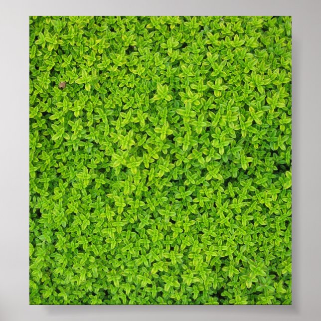 Ivy Wall Background Poster (Framsidan)