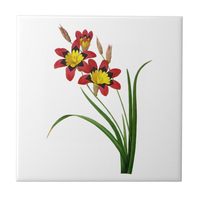 Ixia Tricolor av Pierre Joseph Redoute Kakelplatta (Framsidan)