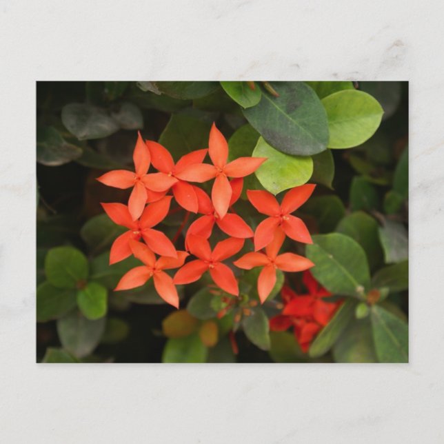 Ixora Coccinea - Röda blommor Vykort (Framsida)