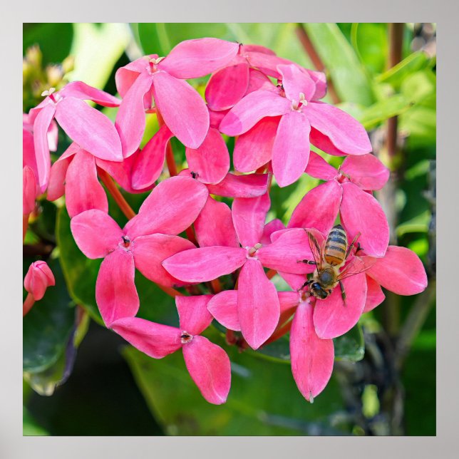 Ixora Plant Poster (Framsidan)
