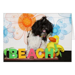Izzy - Shih Tzu -8 Hälsningskort