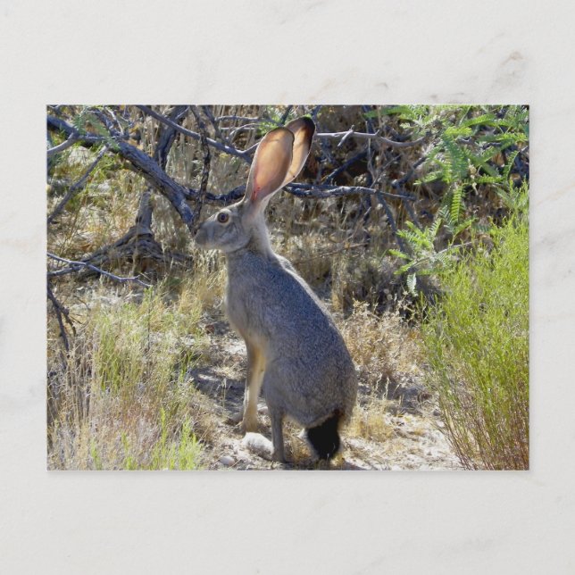 J A C R A B I T VYKORT (Framsida)