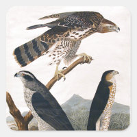 J.J. Audubon (Goshawk, Stanley Hawk) (1829)