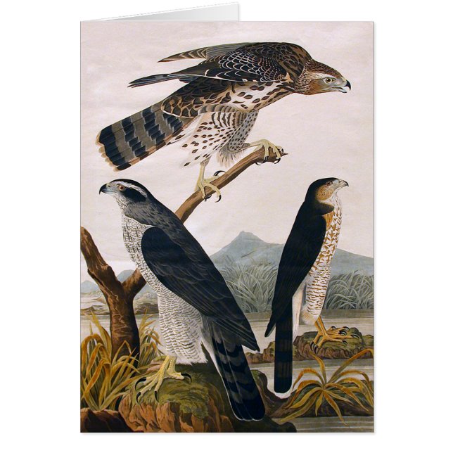 J.J. Audubon (Goshawk, Stanley Hawk) (1829) Hälsningskort (Framsidan)