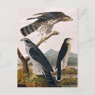 J.J. Audubon (Goshawk, Stanley Hawk) (1829) Vykort
