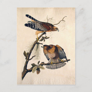 J.J. Audubon (Red Shouled Hawk) (1829) Vykort