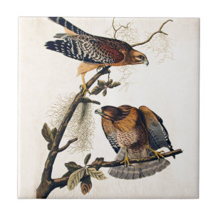 J.J. Audubon (röd knuffad hök) (1829) Kakelplatta