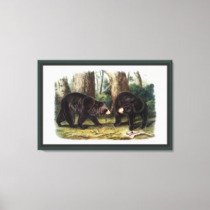 J.W. Audubon - Ursus Americanus (Black Bear) Canvastryck