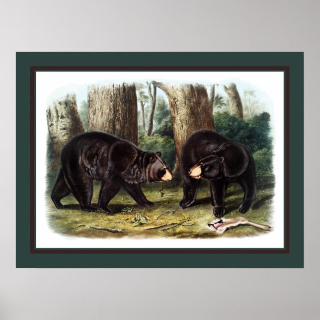 J.W. Audubon - Ursus Americanus (Black Bear) Poster (Framsidan)