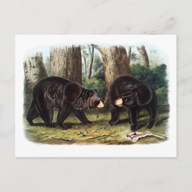 J.W. Audubon - Ursus Americanus Black Bear Vykort (Framsida)