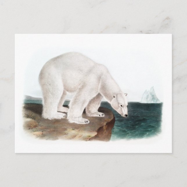 J.W. Audubon - Ursus Maritimus Polar Bear Vykort (Framsida)