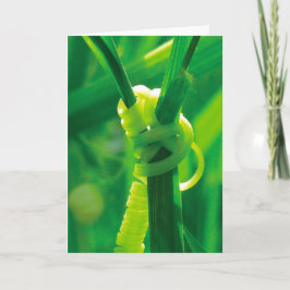 Ja, du klarar det! Rosie the Riveter klätterväxt Kort