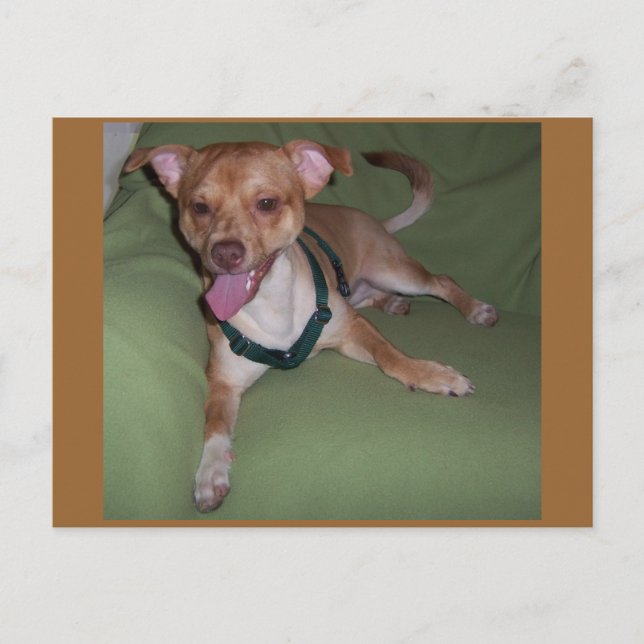 Ja, jag är en Chihuahua Vykort (Framsida)