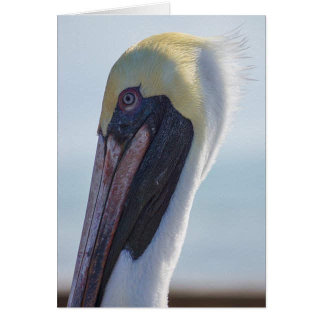 Ja, jag är underbar OBS kort (Framsidan)