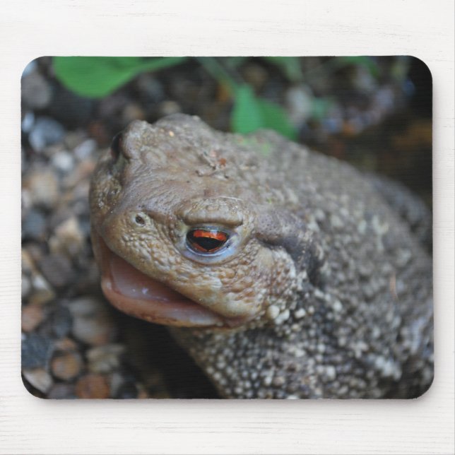 Jabba paddan musmatta (Framsidan)