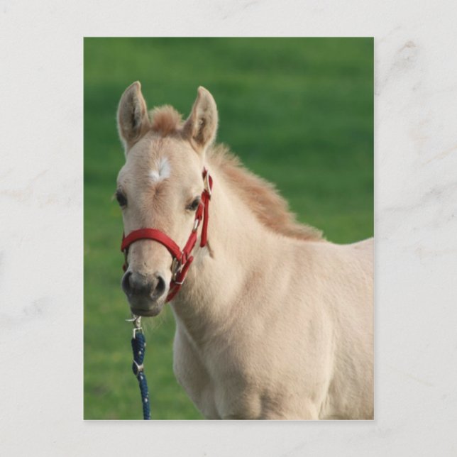 Jac Vykort (Framsida)