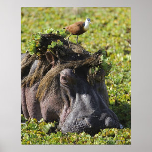 Jacana anseende på flodhästen (flodhäst poster