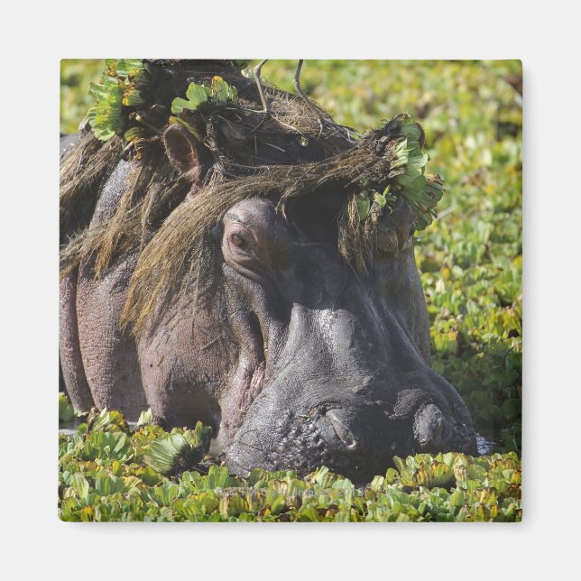 Jacana står på hippos (Hippopotamus) Magnet (Framsidan)