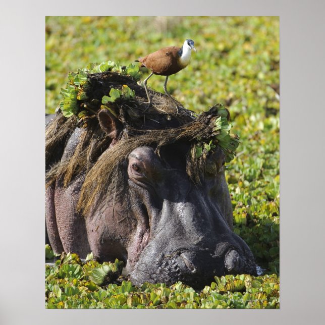 Jacana står på hippos (Hippopotamus) Poster (Framsidan)