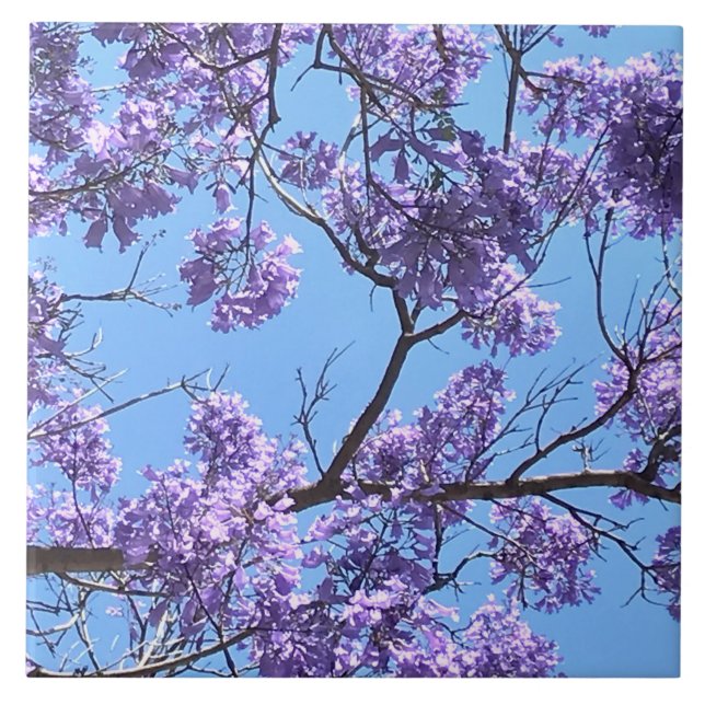 Jacaranda Blommars Kakelplatta (Framsidan)