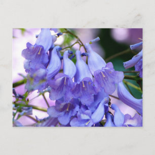 Jacaranda Blommars Vykort