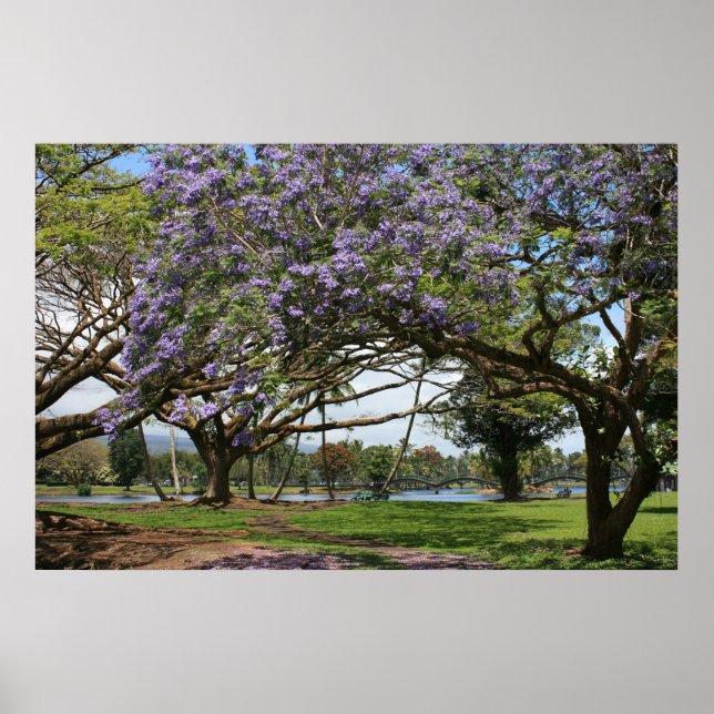 Jacaranda i Bloom Poster (Framsidan)