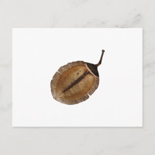 Jacaranda Pod Vykort