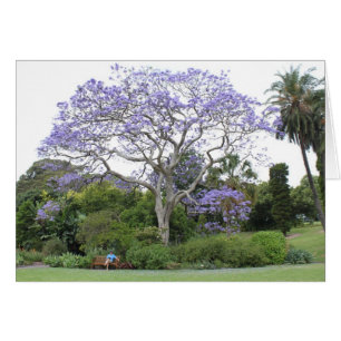 Jacaranda Träd Hälsningskort