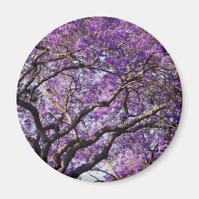 Jacaranda träd i blomblommorna i vår magnet (Framsidan)