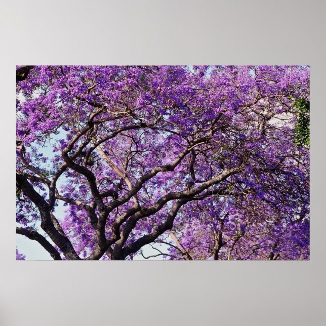 Jacaranda träd i blomblommorna i vår poster (Framsidan)