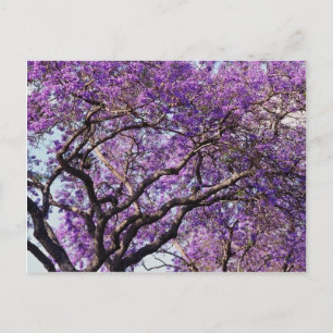 Jacaranda träd i blomblommorna i vår vykort
