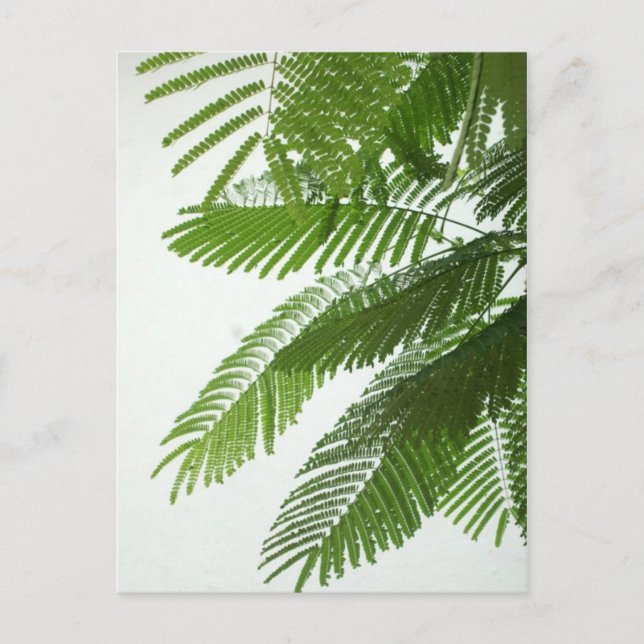 Jacaranda Träd Lövs Vykort (Framsida)