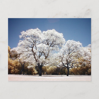Jacaranda träd vykort