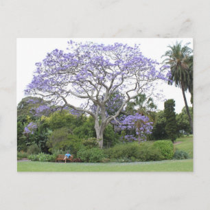 Jacaranda Träd Vykort