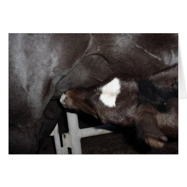 Jack används inte OBS kort (Framsidan Horizontal)