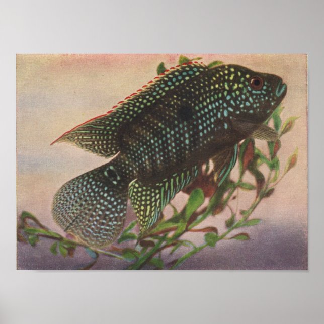Jack Dempsey - Archoklentrus octofasciatus P/folio Poster (Framsidan)