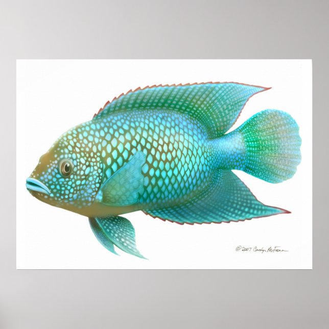 Jack Dempsey Cichlid Fish Print Poster (Framsidan)