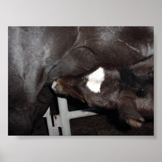 Jack Drinks Milk Poster (Framsidan)