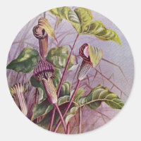 Jack-i-kulhål botaniskt blomstomme