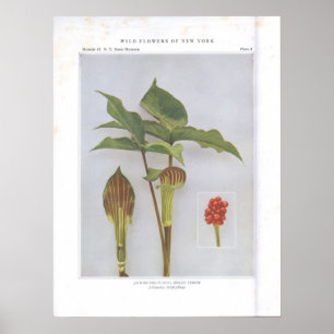 Jack-i--Predikstol; Indisk rova Poster