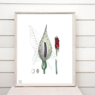 Jack i Pulpit Indian Turnip Wildblomma Poster