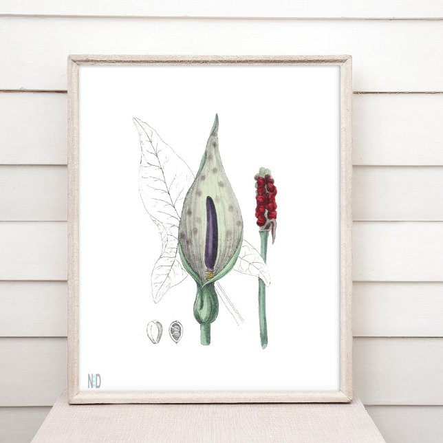 Jack i Pulpit Indian Turnip Wildblomma Poster (Skapare uppladdad)