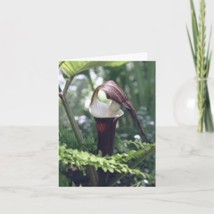 Jack In The Pulpit Blomfotografering Anteckningskort