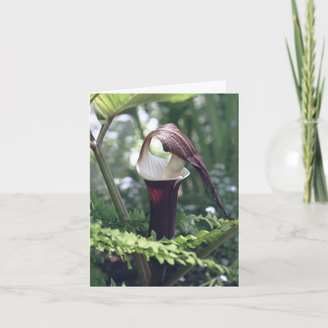 Jack In The Pulpit Blomfotografering  Anteckningskort (Framsida)