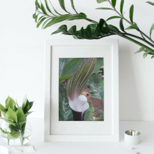 Jack-in-the-Pulpit Plant-Blommigt Fototryck