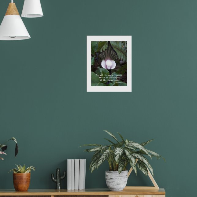 Jack-in-the-Pulpit-växt Aristoteles Naturcitat Poster (Vardagsrum 1)