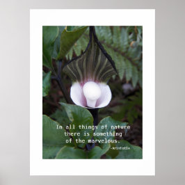 Jack-in-the-Pulpit-växt Aristoteles Naturcitat Poster